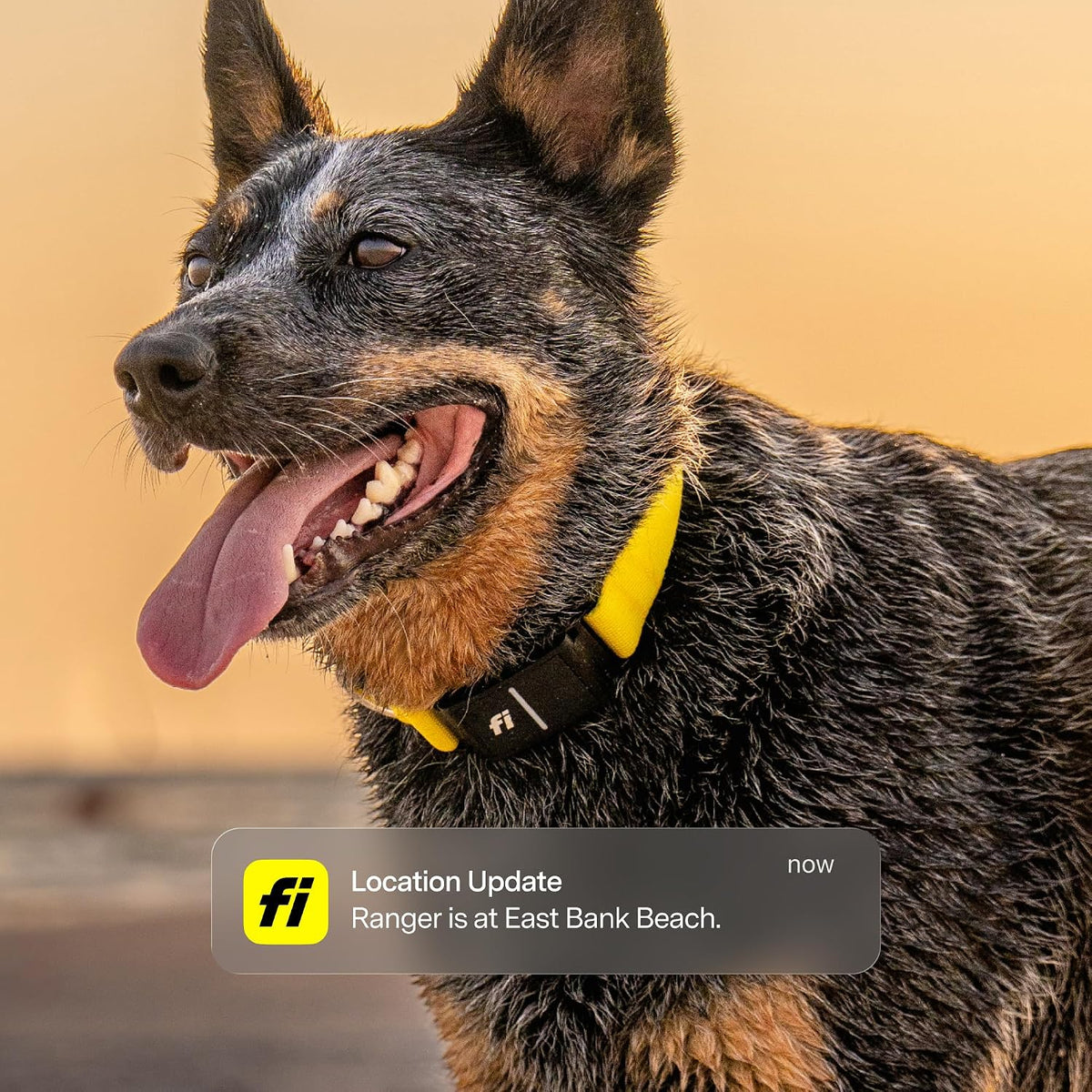 Fi Series 3+ GPS Dog Collar & Tracker, Membership Required, Gray XL